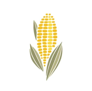 Image of an ear of corn.