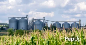 A corn field with grain silos in the background.
